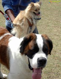 Hyderabad Pet Dogs