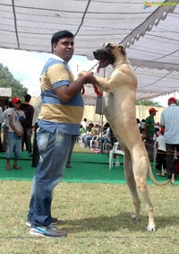 Hyderabad Pet Dogs