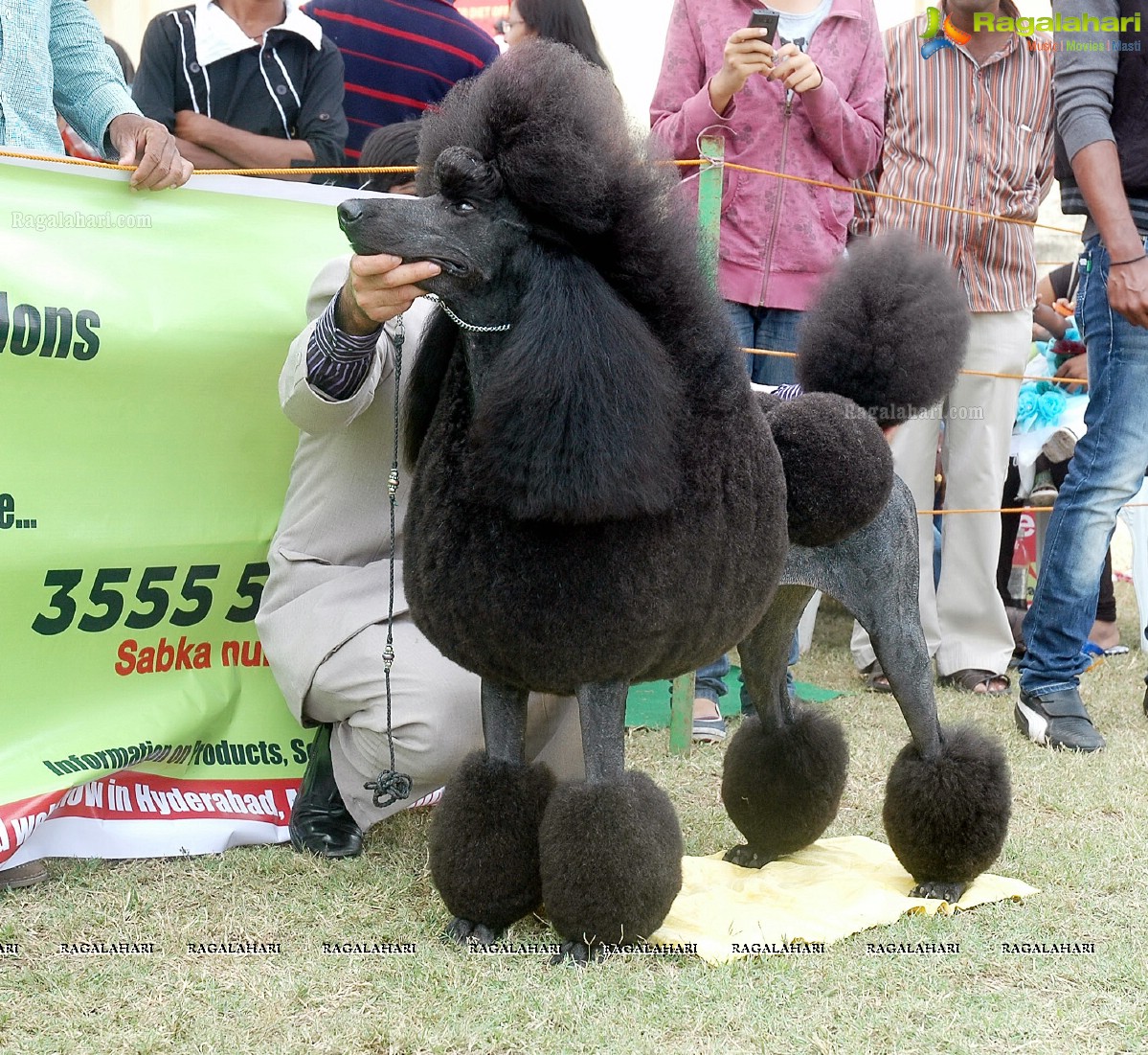 Dogs Day Out - Championship Dog Show, Secunderabad