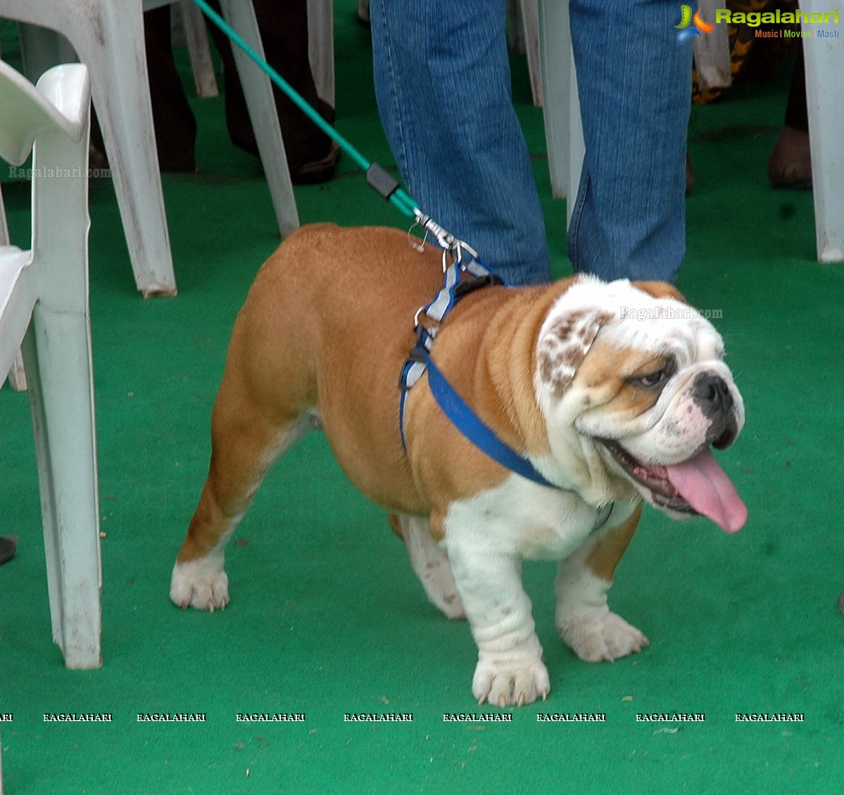 Dogs Day Out - Championship Dog Show, Secunderabad