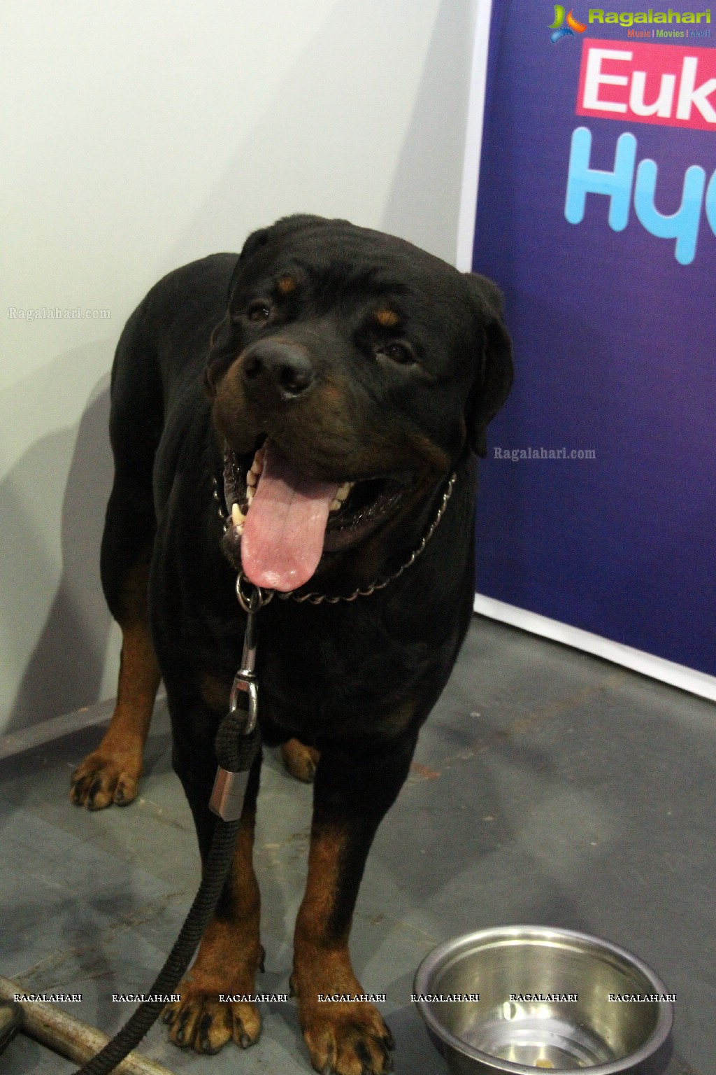 Eukanuba HyCan'15 Dog Show at HITEX