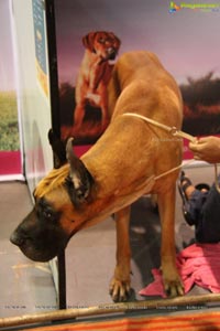 Dog Show at HITEX