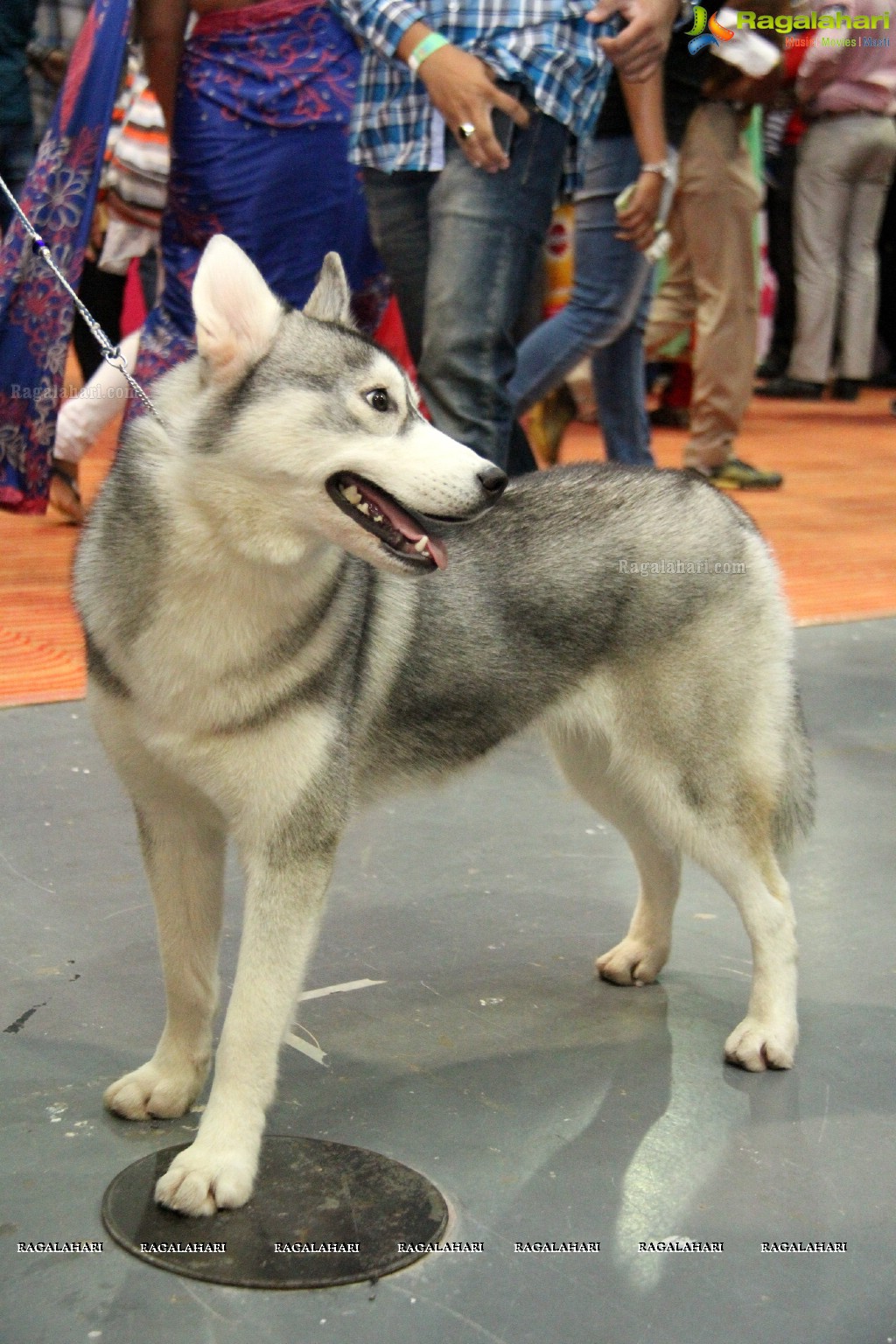 Eukanuba HyCan'15 Dog Show at HITEX