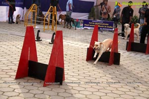 Dog Show at HITEX