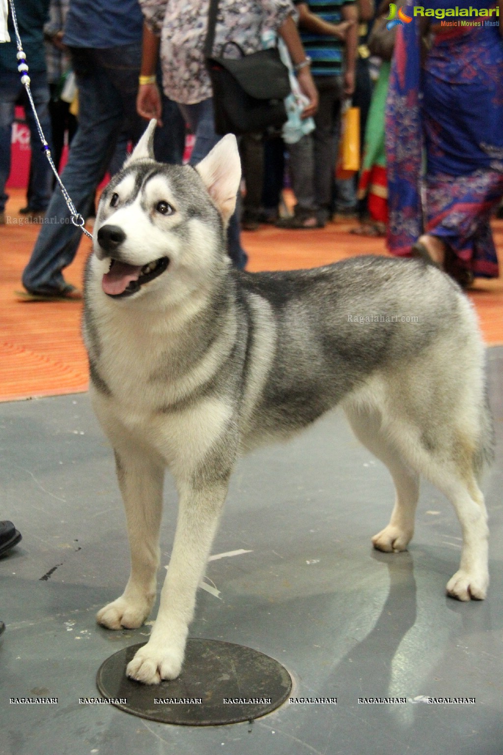 Eukanuba HyCan'15 Dog Show at HITEX