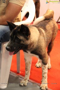 Dog Show at HITEX