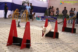 Dog Show at HITEX