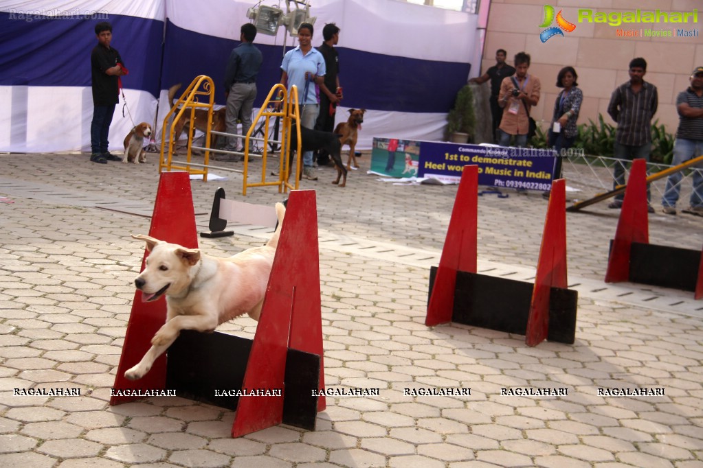 Eukanuba HyCan'15 Dog Show at HITEX