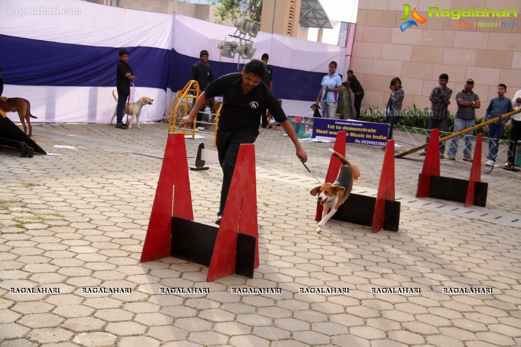 Eukanuba HyCan'15 Dog Show at HITEX