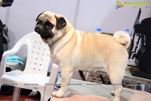 Dog Show at HITEX