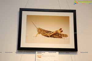 Honeycomb Photography Exhibition