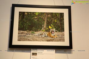 Honeycomb Photography Exhibition