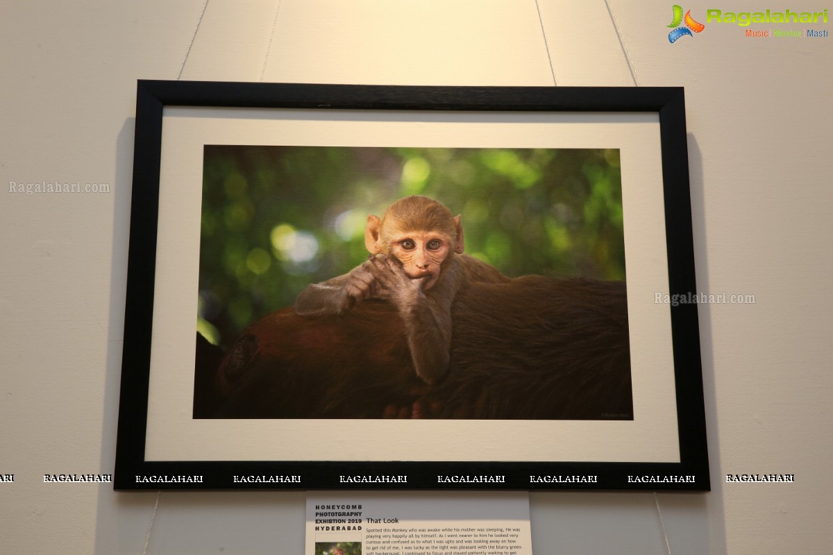 Honeycomb Photography Exhibition 2019 at State Art Gallery