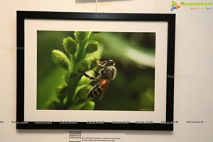 Honeycomb Photography Exhibition