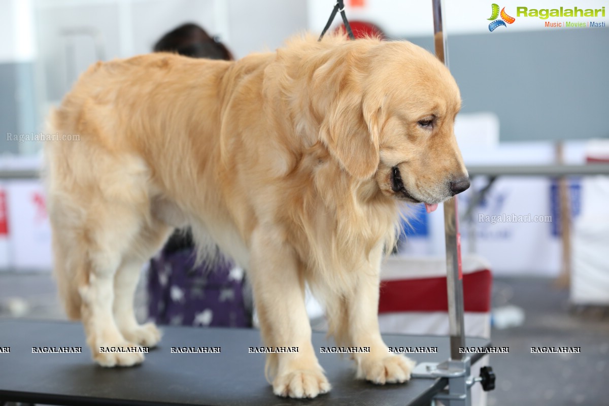 Petex India 2019 4th Edition by The Hyderabad Canine Club and Hitex