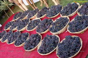 Oyster Grape Stomping Hyderabad