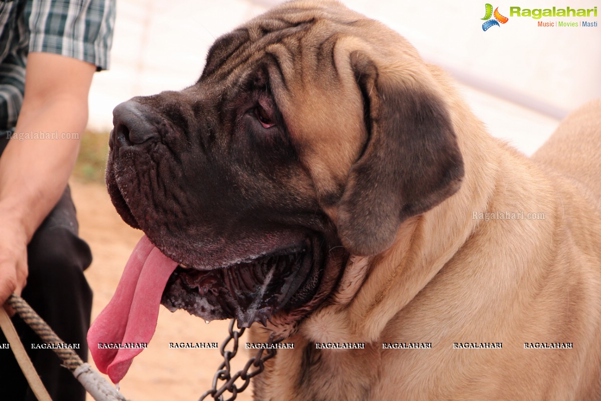 Andhra Pradesh Kennel Club - Hyderabad Dog Show 2015