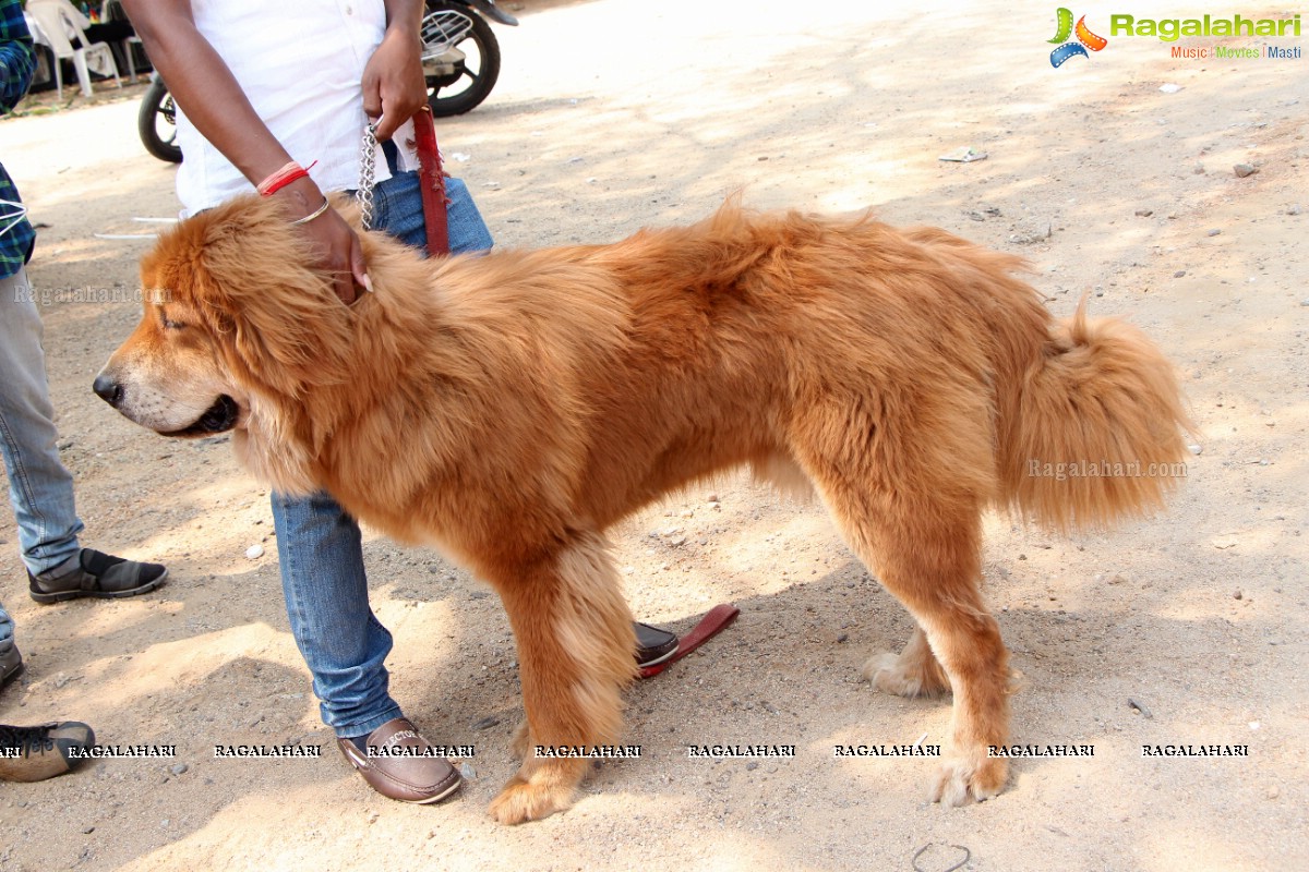 Andhra Pradesh Kennel Club - Hyderabad Dog Show 2015