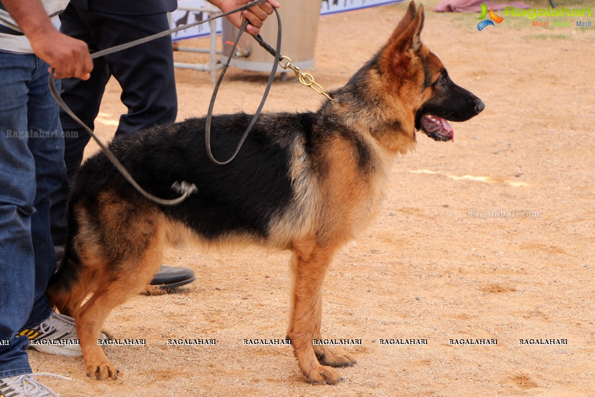 Andhra Pradesh Kennel Club - Hyderabad Dog Show 2015