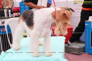 Andhra Pradesh Kennel Club