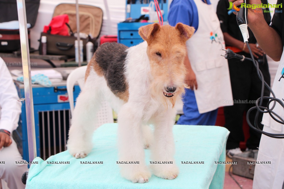 Andhra Pradesh Kennel Club - Hyderabad Dog Show 2015