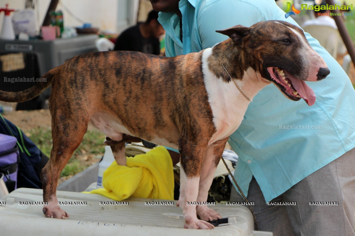 Andhra Pradesh Kennel Club - Hyderabad Dog Show 2015