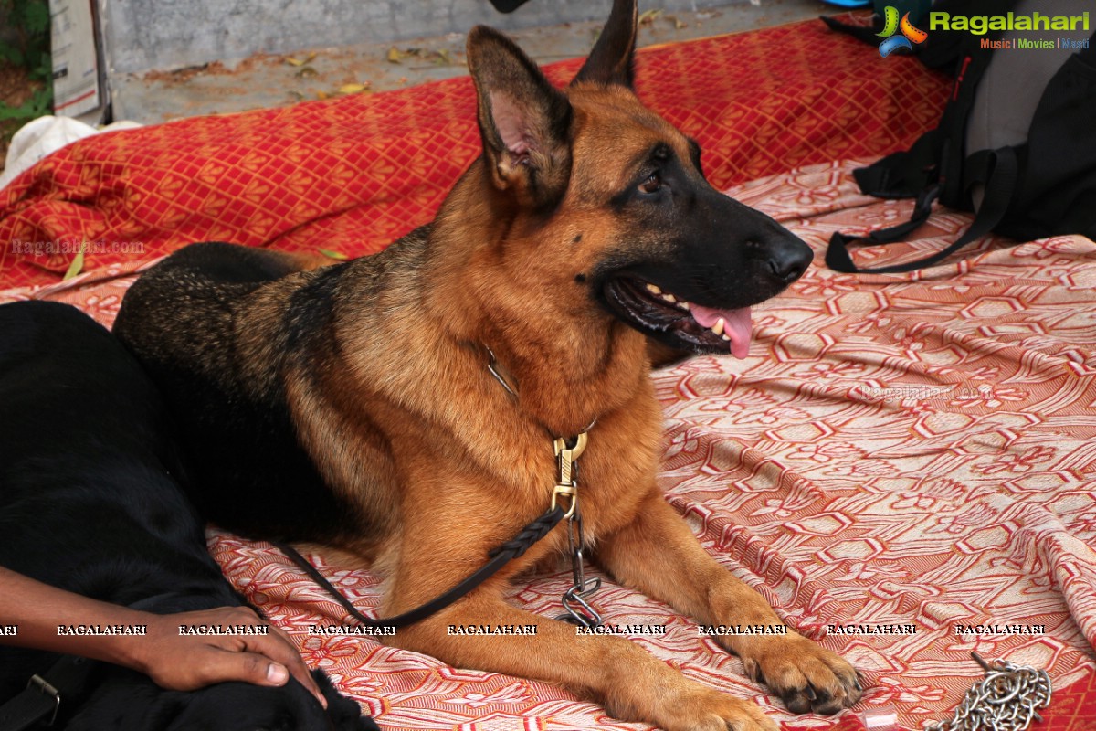 Andhra Pradesh Kennel Club - Hyderabad Dog Show 2015