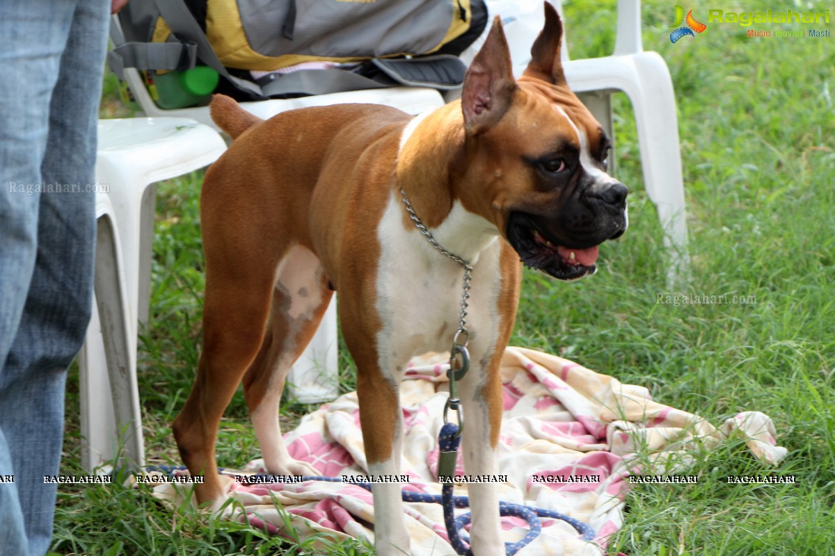 Andhra Pradesh Kennel Club - Hyderabad Dog Show 2015