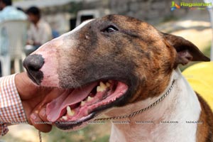 Andhra Pradesh Kennel Club