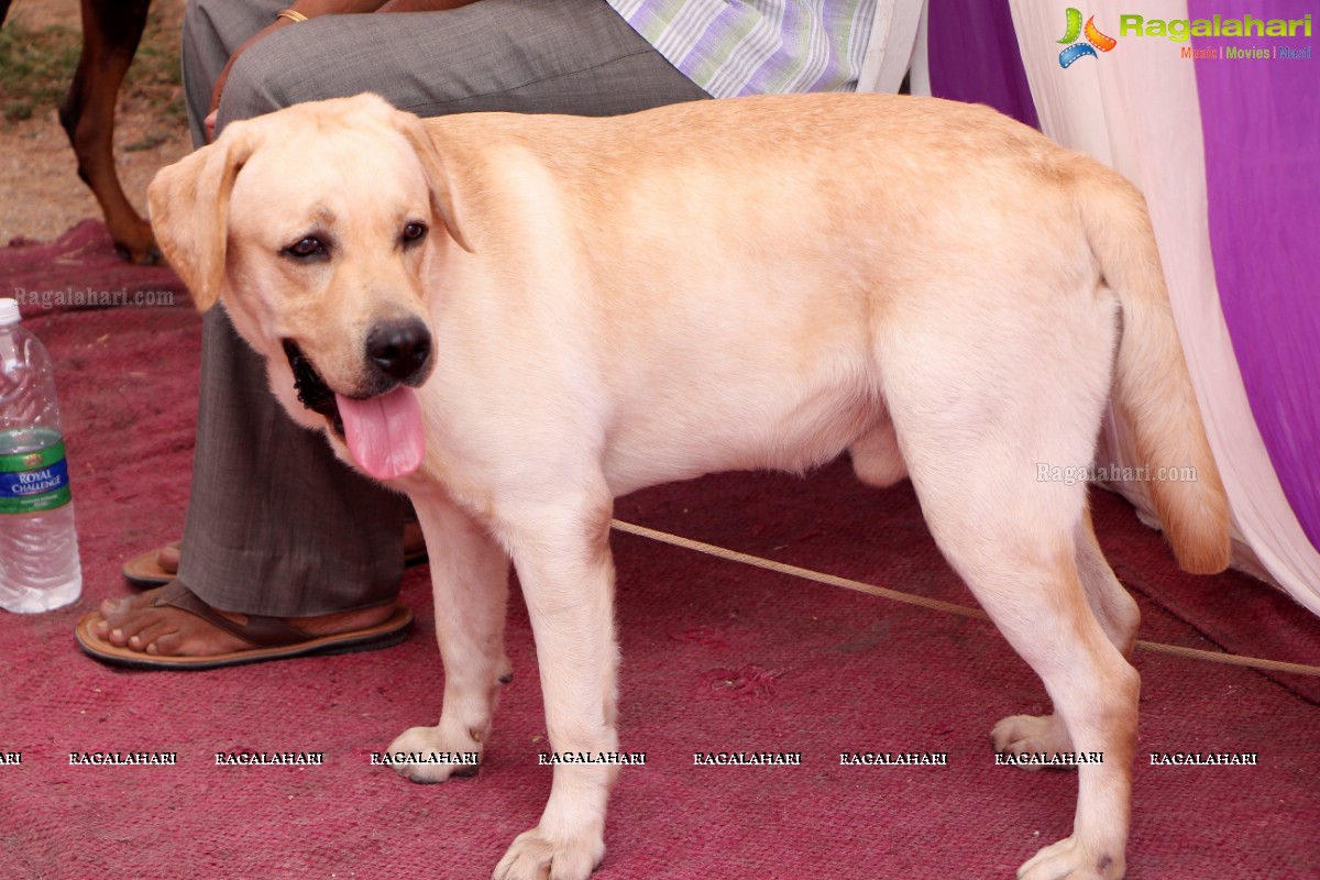 Andhra Pradesh Kennel Club - Hyderabad Dog Show 2015