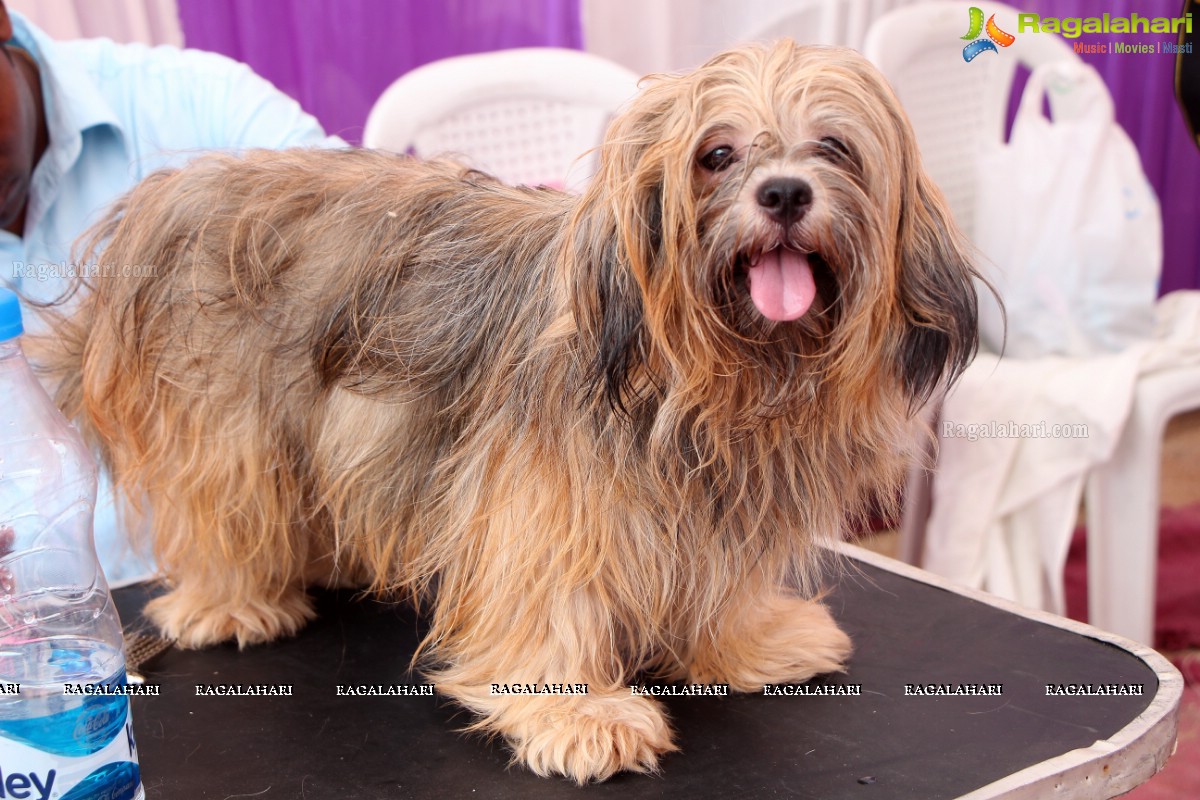 Andhra Pradesh Kennel Club - Hyderabad Dog Show 2015