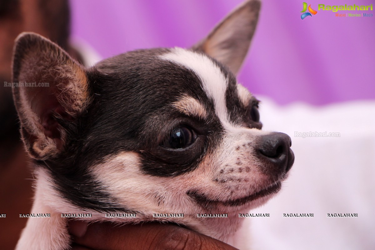 Andhra Pradesh Kennel Club - Hyderabad Dog Show 2015