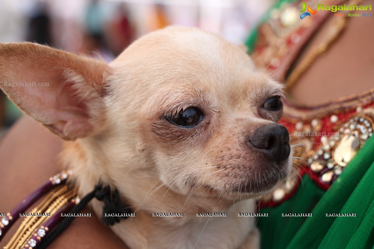 Andhra Pradesh Kennel Club - Hyderabad Dog Show 2015