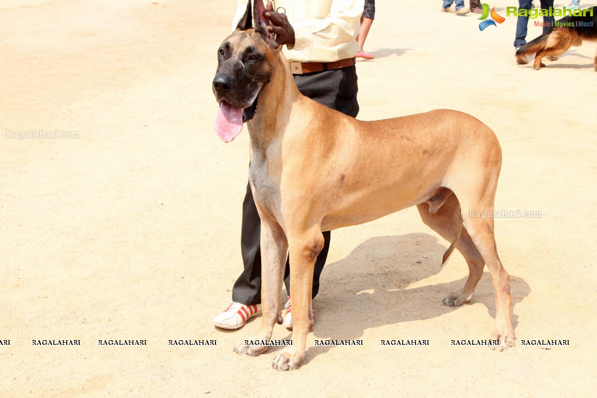 Andhra Pradesh Kennel Club - Hyderabad Dog Show 2015