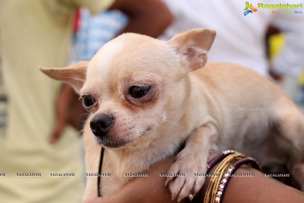 Andhra Pradesh Kennel Club - Hyderabad Dog Show 2015