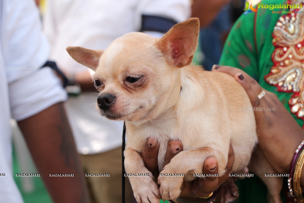 Andhra Pradesh Kennel Club - Hyderabad Dog Show 2015