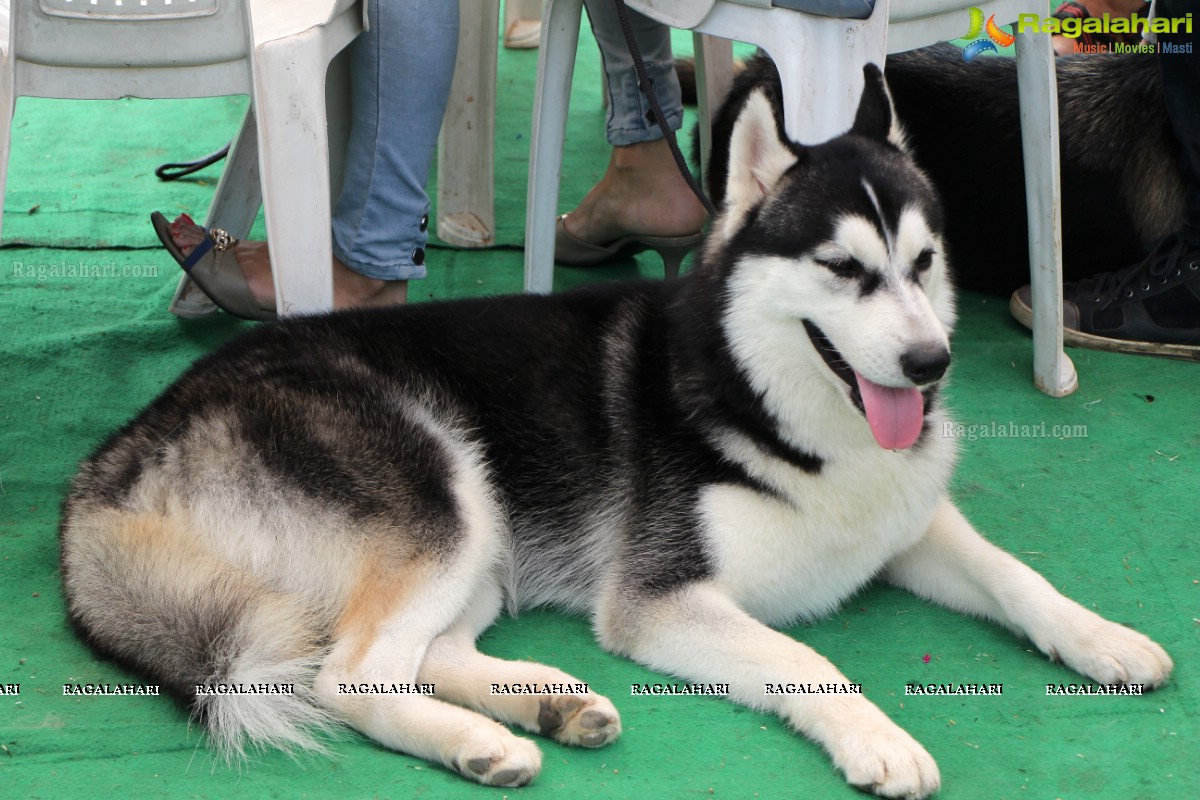 Andhra Pradesh Kennel Club - Hyderabad Dog Show 2015