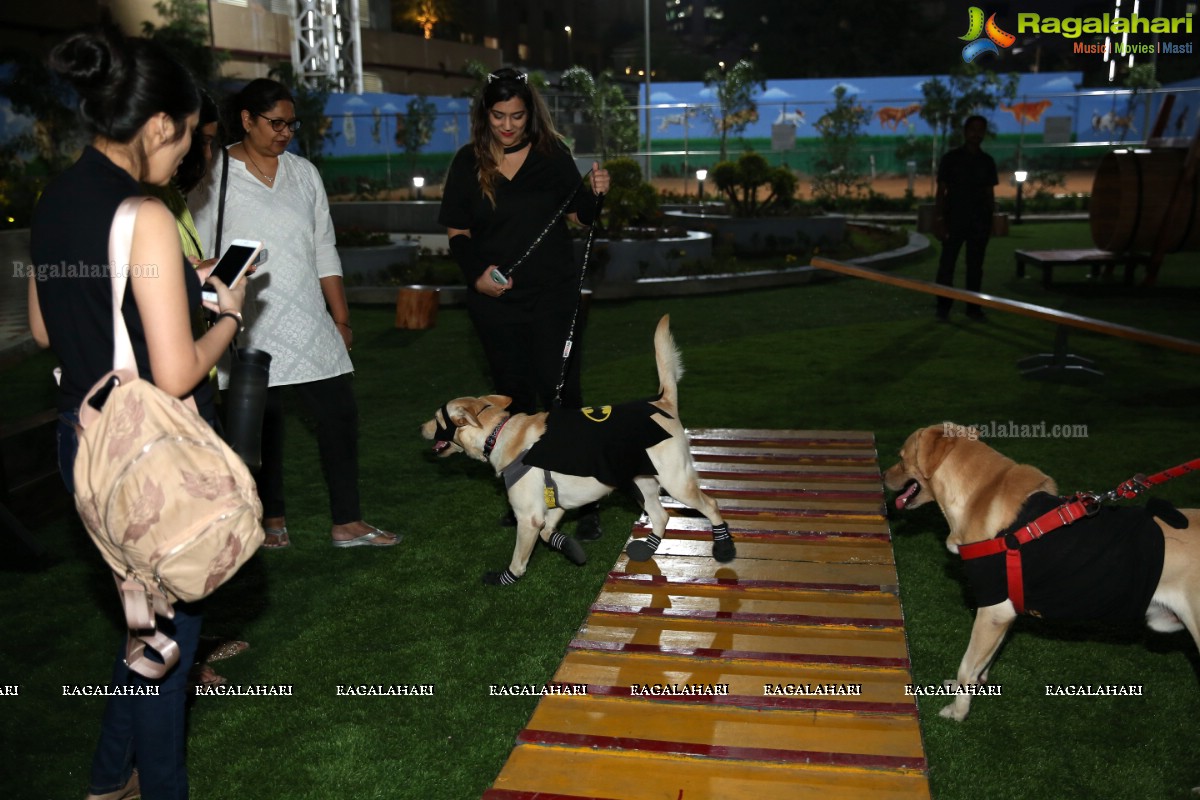 Dogs Halloween - Unique Celebrations by IXORA Corporate Services 