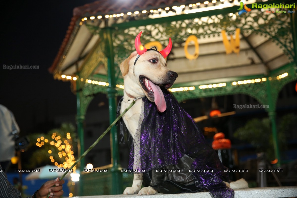 Dogs Halloween - Unique Celebrations by IXORA Corporate Services 