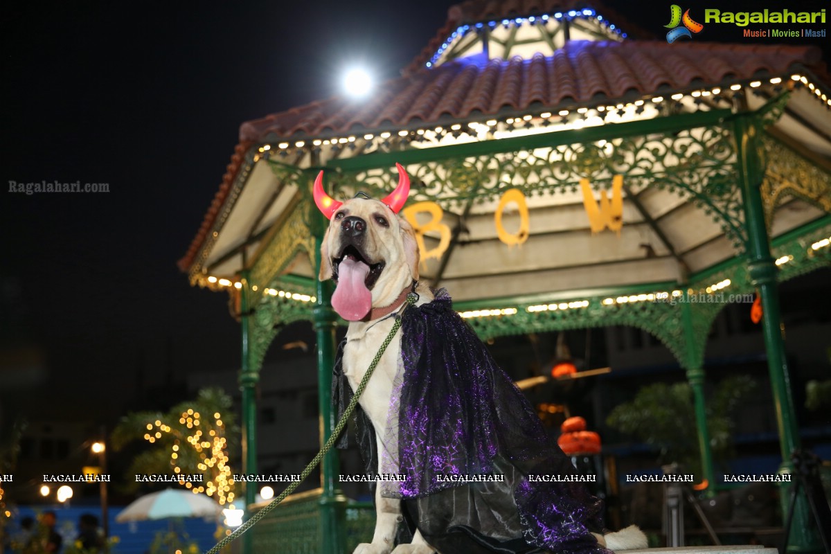 Dogs Halloween - Unique Celebrations by IXORA Corporate Services 