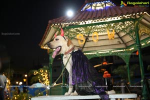 Dogs Halloween party by IXORA Corporate Services 