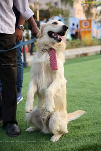 Dogs Halloween party by IXORA Corporate Services 