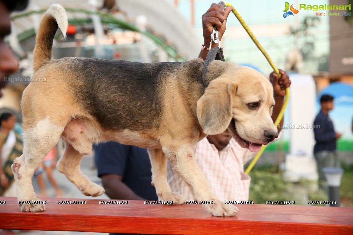 Dogs Halloween - Unique Celebrations by IXORA Corporate Services 