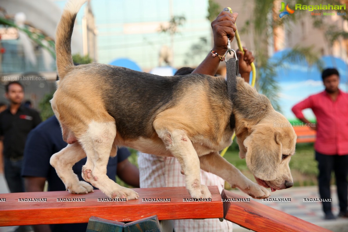 Dogs Halloween - Unique Celebrations by IXORA Corporate Services 