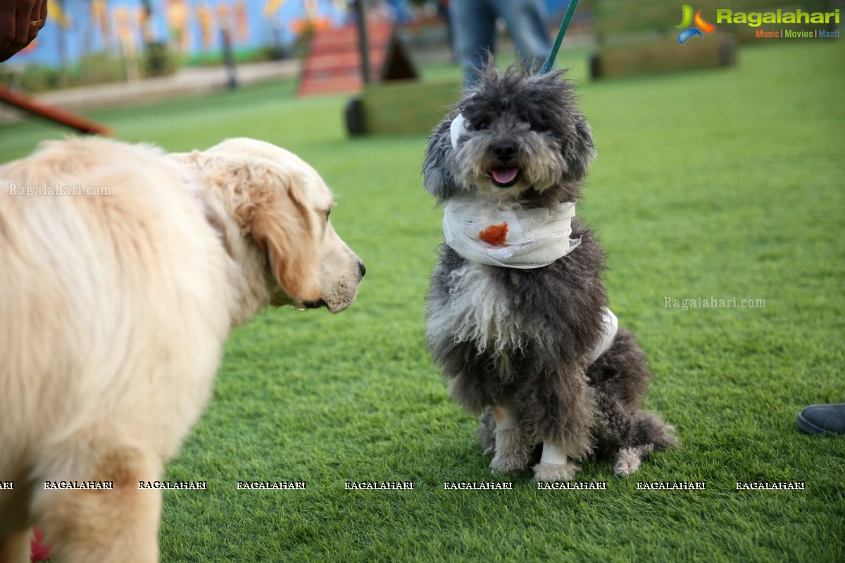 Dogs Halloween - Unique Celebrations by IXORA Corporate Services 