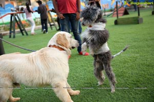 Dogs Halloween party by IXORA Corporate Services 