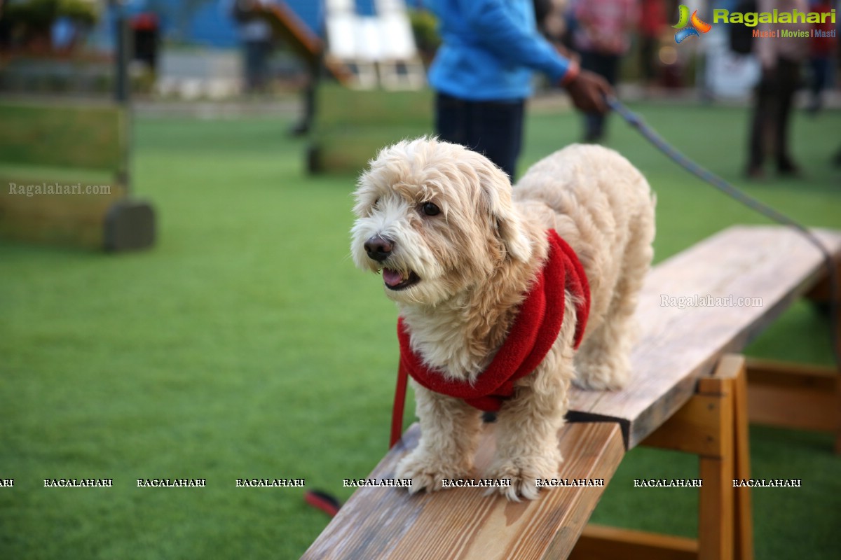 Dogs Halloween - Unique Celebrations by IXORA Corporate Services 