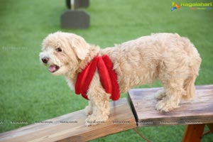 Dogs Halloween party by IXORA Corporate Services 