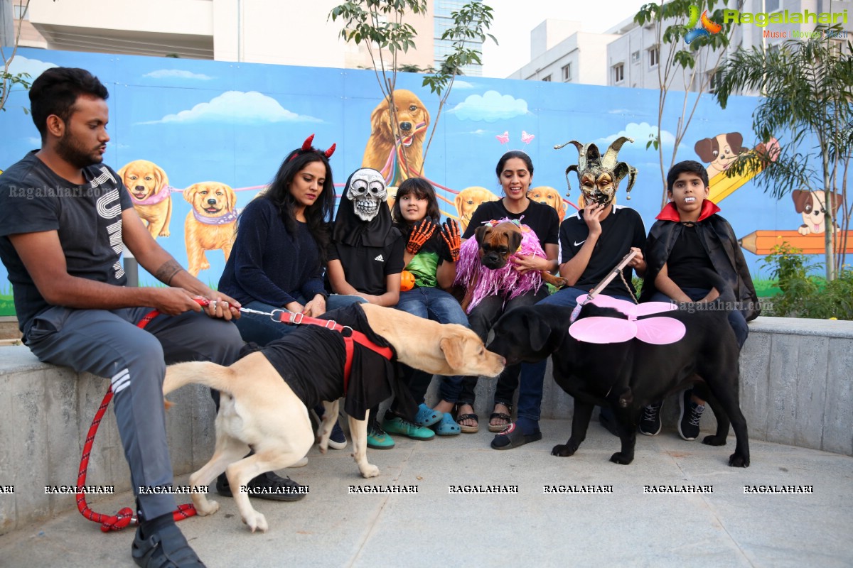 Dogs Halloween - Unique Celebrations by IXORA Corporate Services 