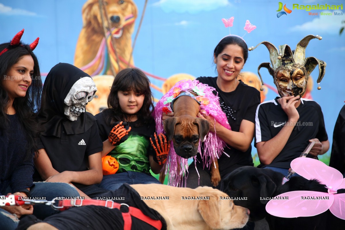 Dogs Halloween - Unique Celebrations by IXORA Corporate Services 